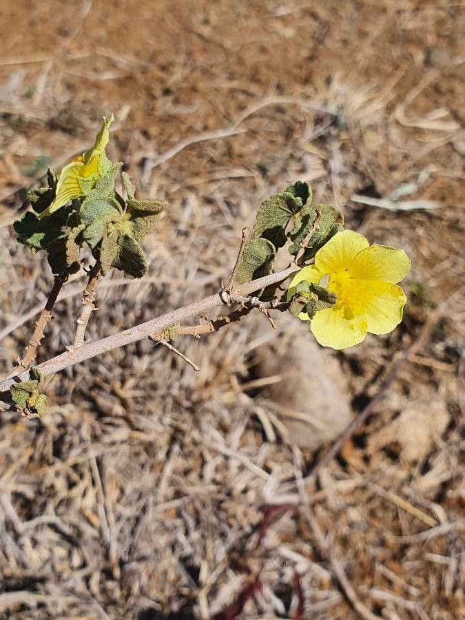 Pavonia gallaensis flower