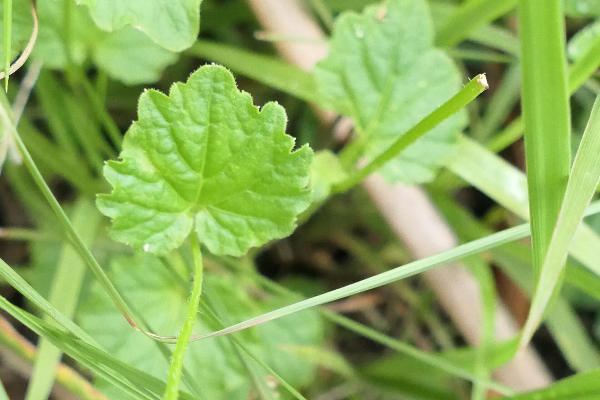 Lobelia cochleariifolia — houseplant care guide
