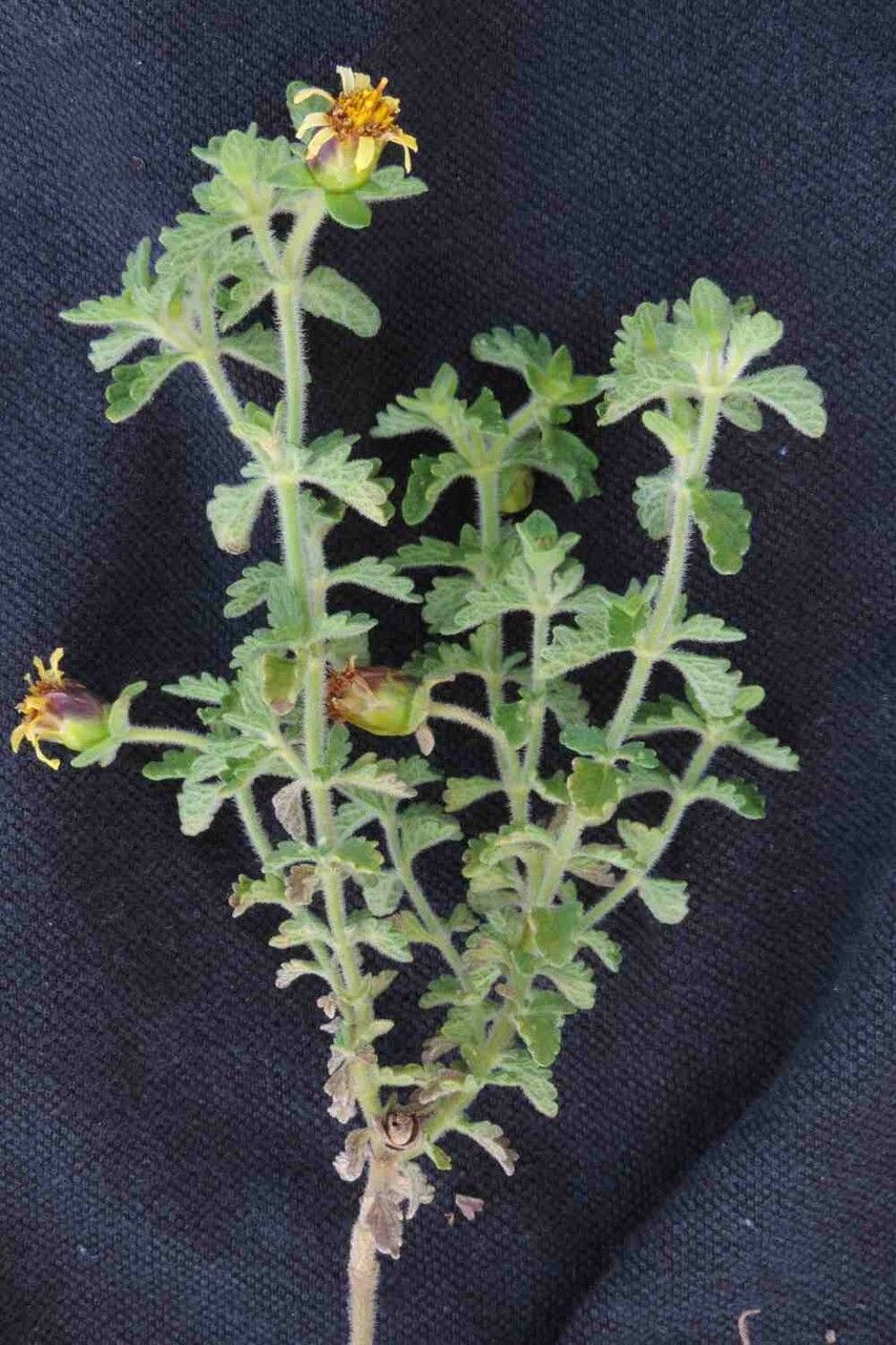 Calea teucriifolia leaf