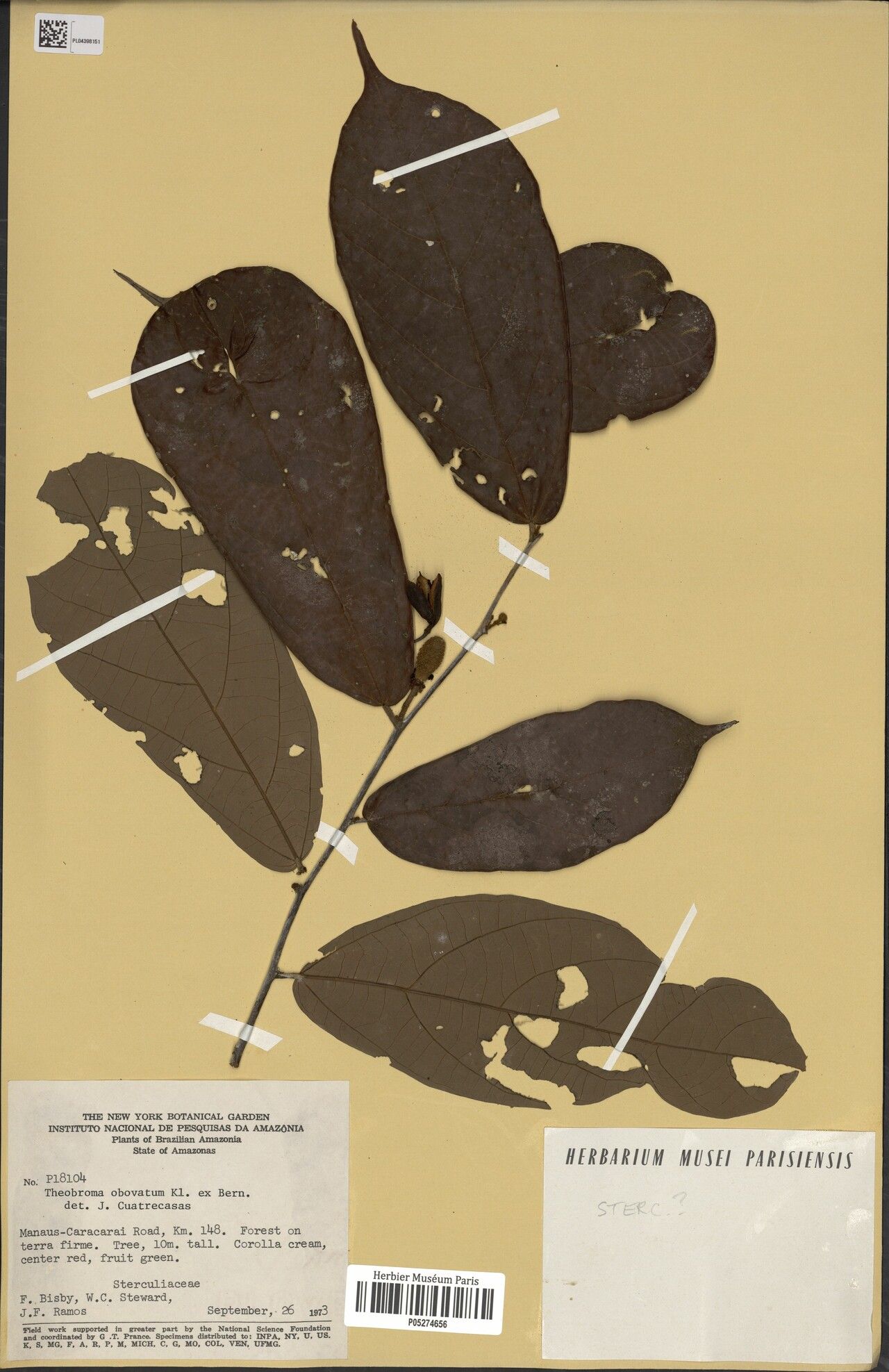 Theobroma obovatum leaf
