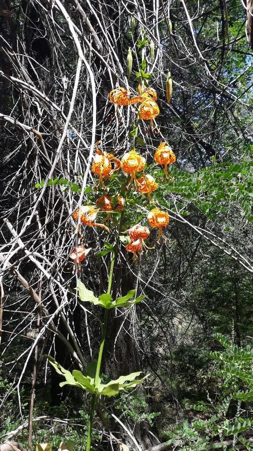 Lilium humboldtii flower