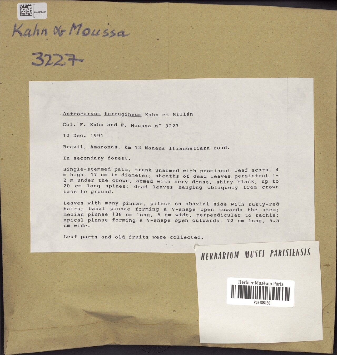 Astrocaryum ferrugineum — houseplant care guide