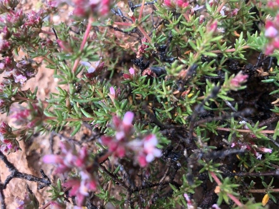 Frankenia corymbosa leaf