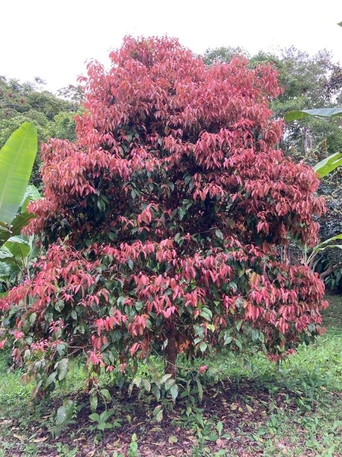 Flacourtia inermis habit