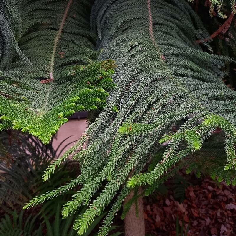 Araucaria biramulata leaf