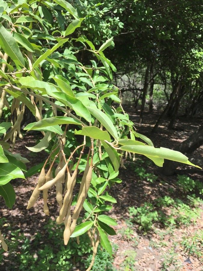 Quadrella indica fruit