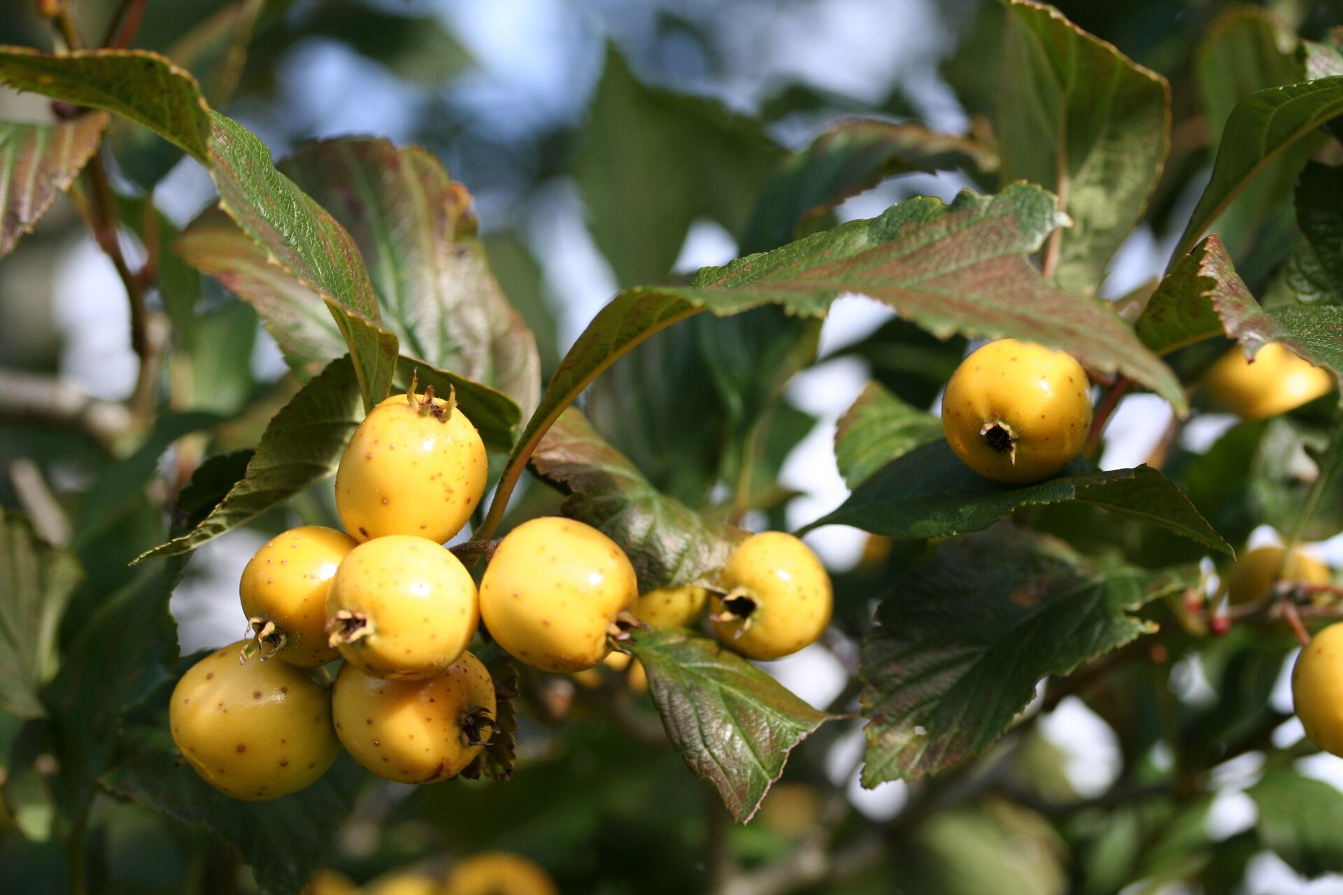 Crataegus gracilior fruit
