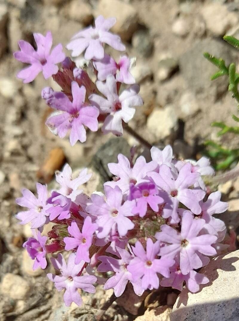 Glandularia subincana flower