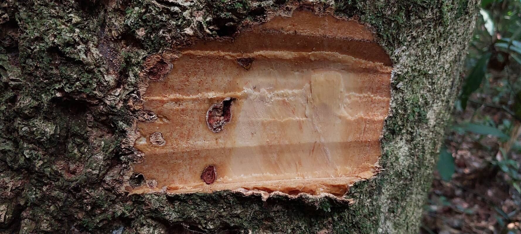 Drypetes gossweileri bark