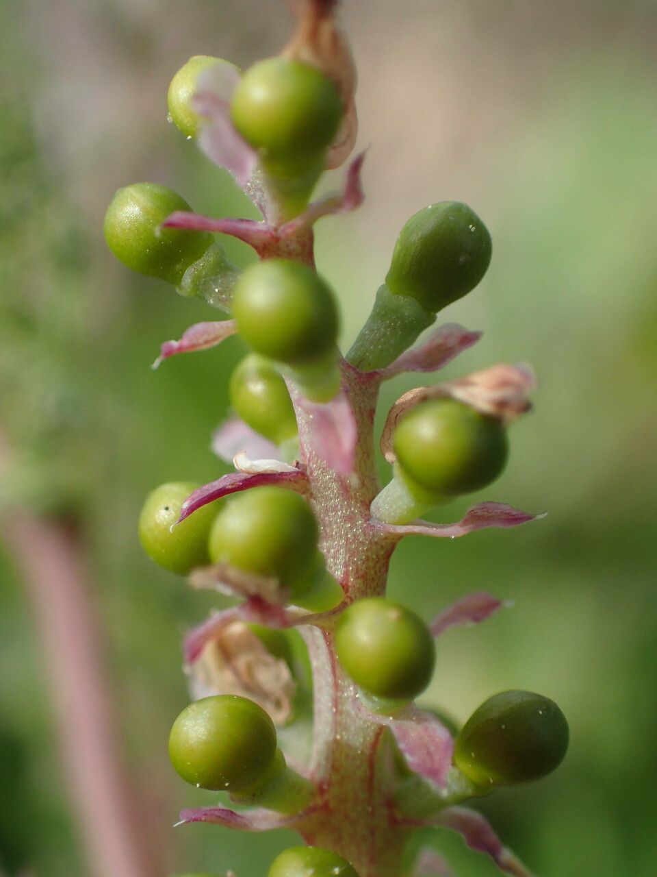 Fumaria densiflora fruit