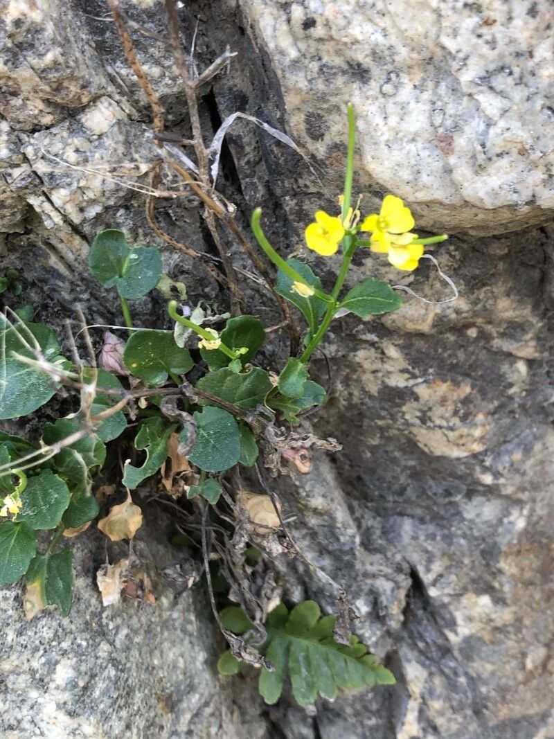 Barbarea rupicola habit