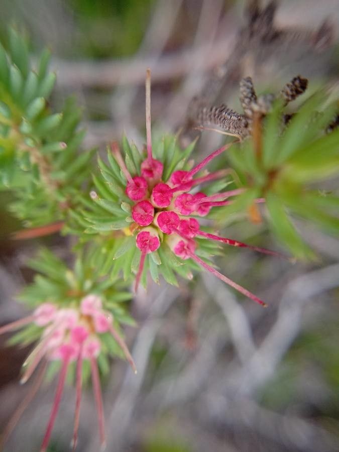 Darwinia fascicularis flower