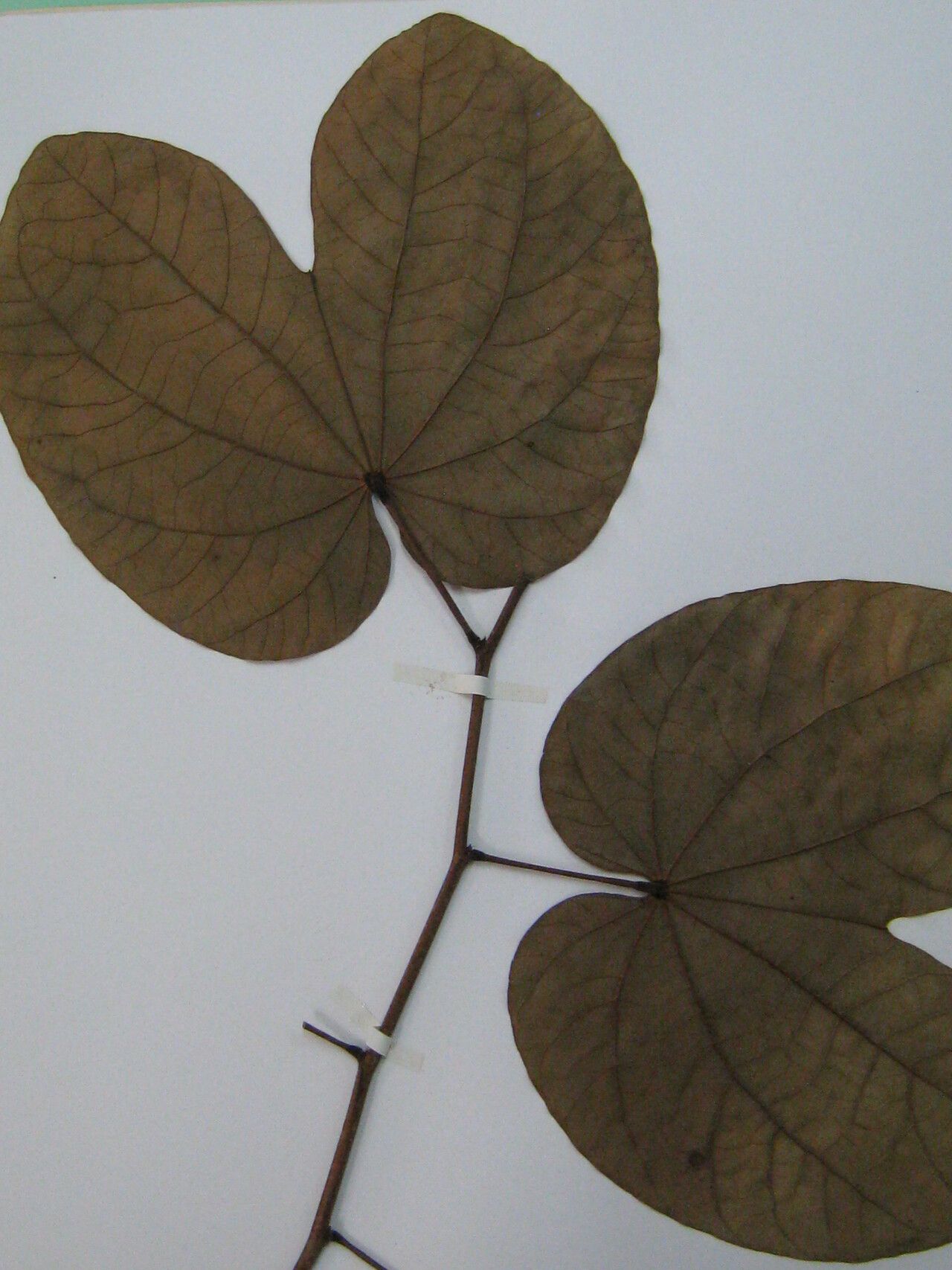 Bauhinia eilertsii — search result for 'Bauhinia'