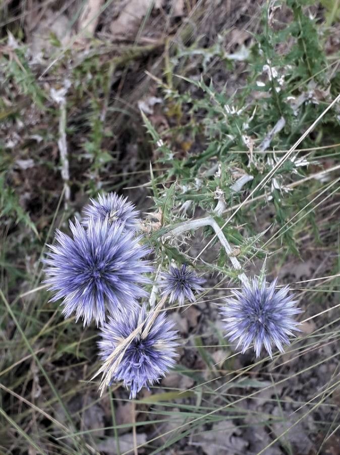 Echinops ritro flower