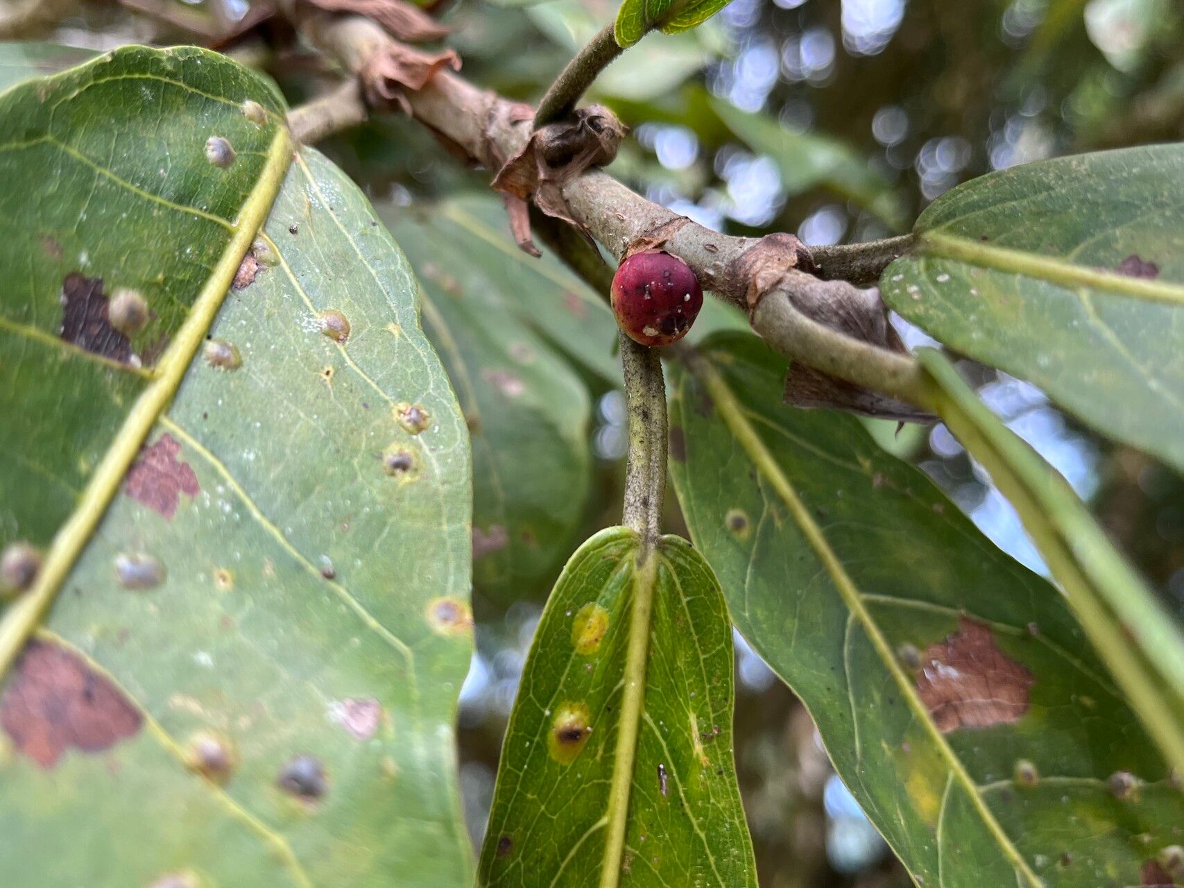 Ficus costaricana fruit