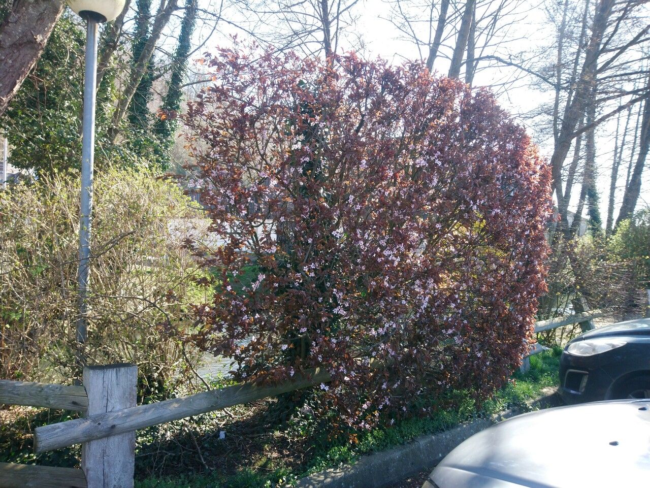 Prunus × cistena habit