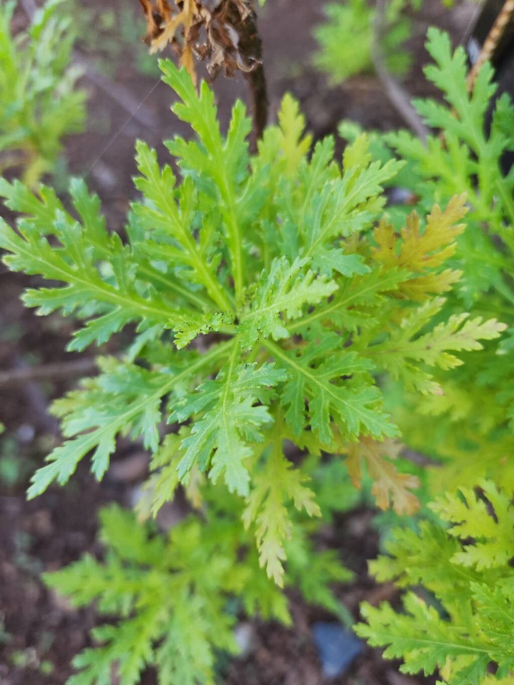 Argyranthemum dissectum leaf