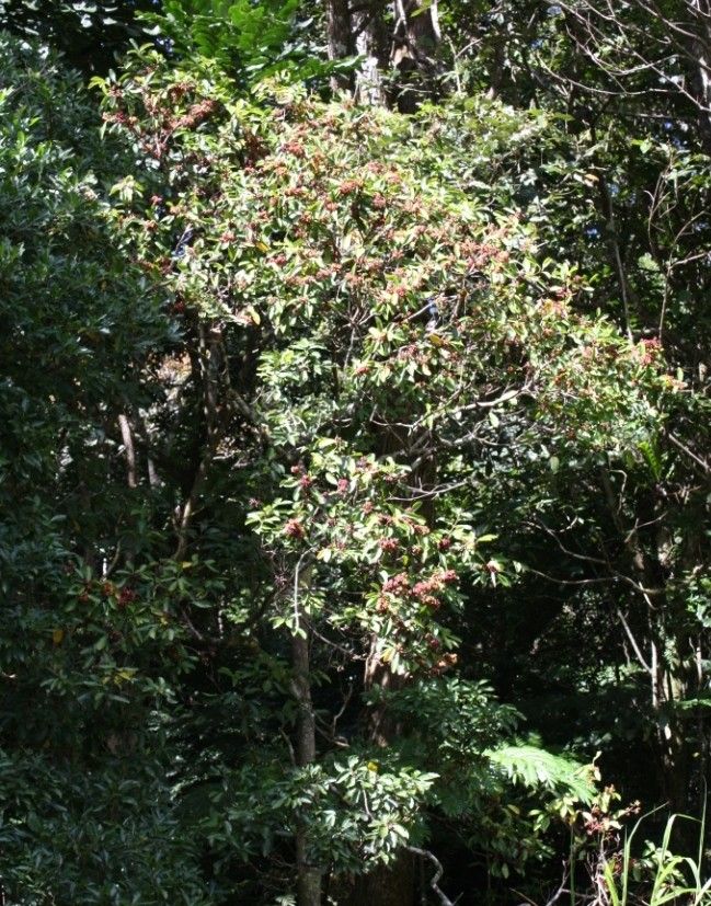 Hedycarya symplocoides habit