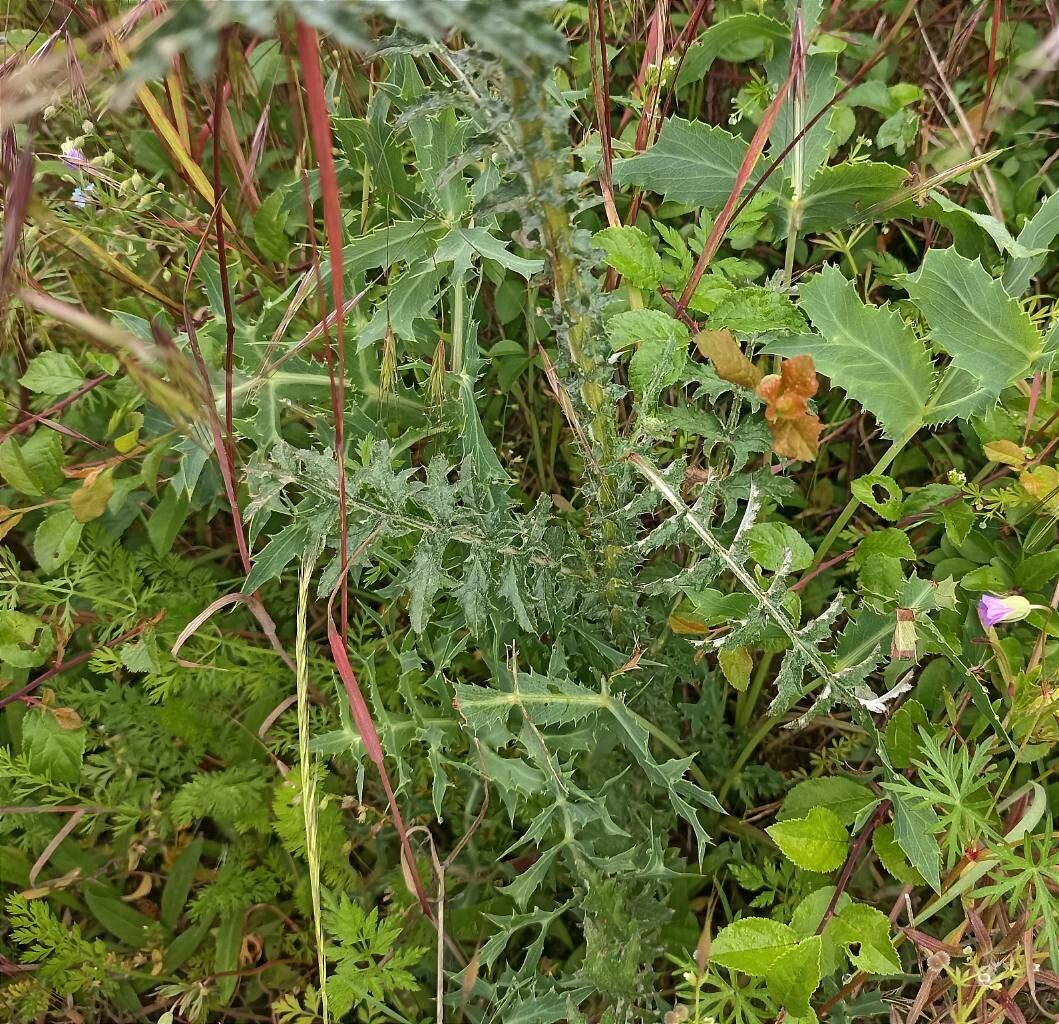 Carduus collinus — search result for 'Carduus'