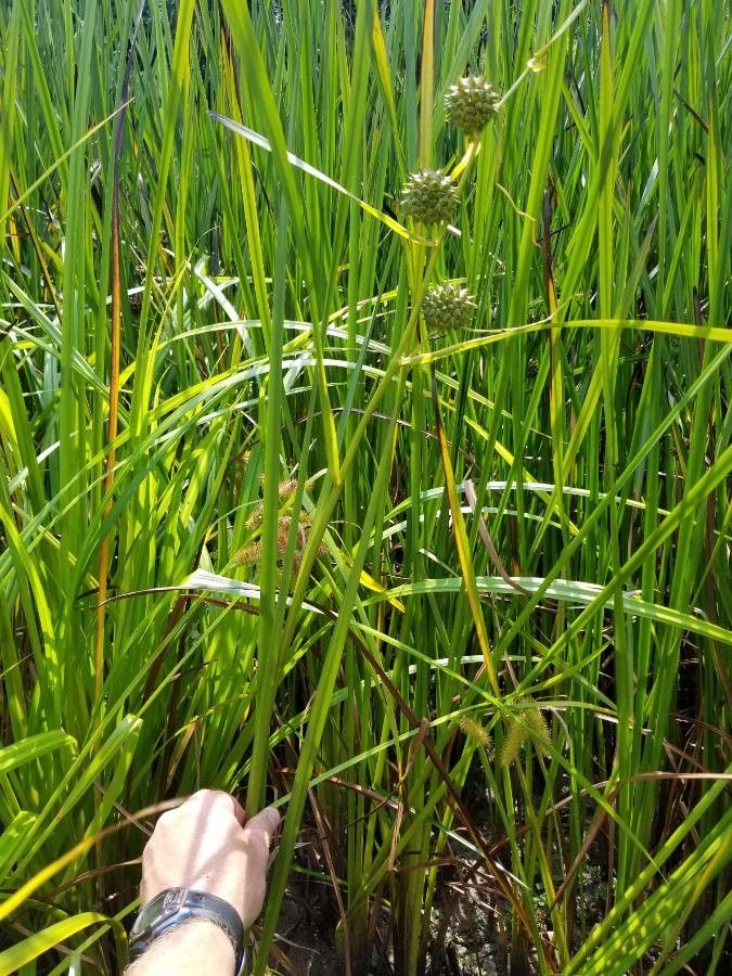 Sparganium eurycarpum leaf