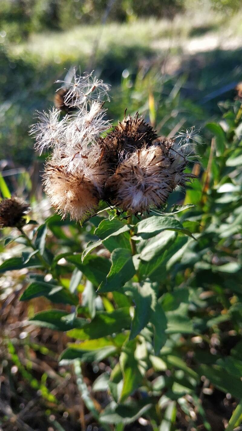 Inula spiraeifolia fruit