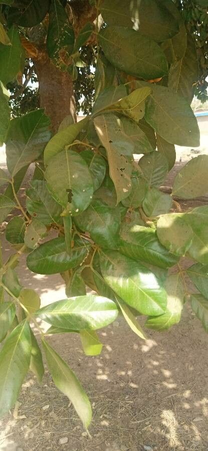 Blighia sapida — search result for 'Sapindaceae'