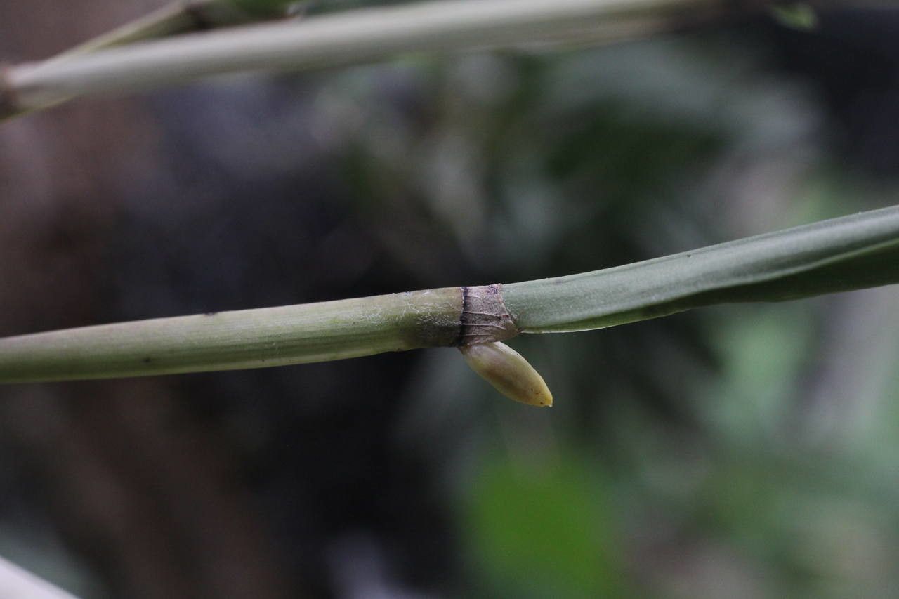 Octomeria grandiflora bark
