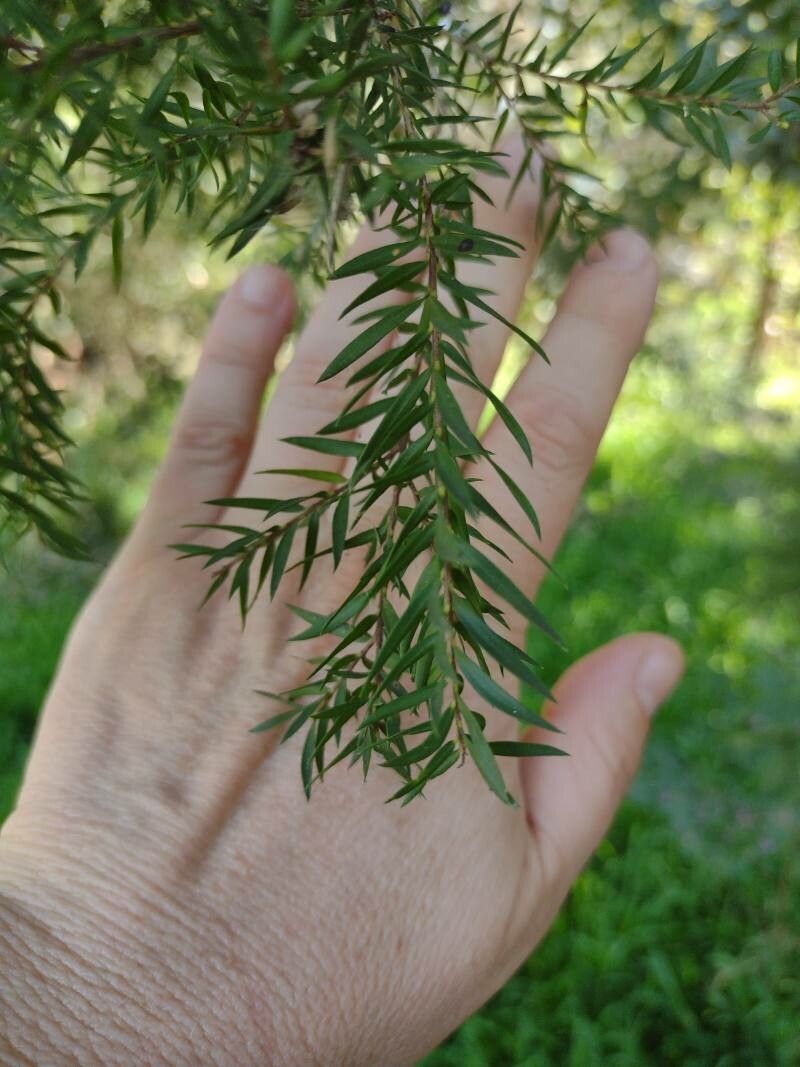 Melaleuca sieberi leaf