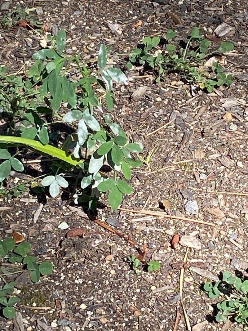 Lespedeza violacea — search result for 'Lespedeza'