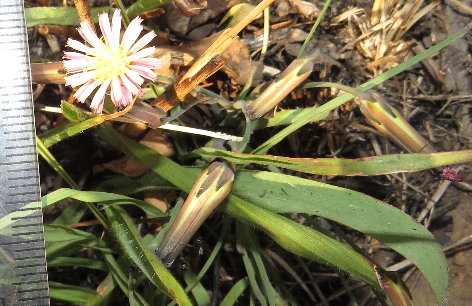 Launaea nana — houseplant care guide