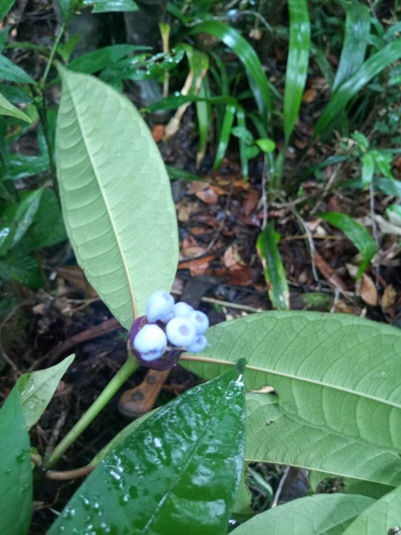 Palicourea apoda fruit