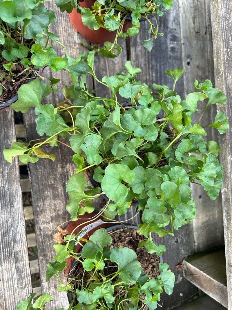 Dichondra occidentalis — search result for 'Convolvulaceae'