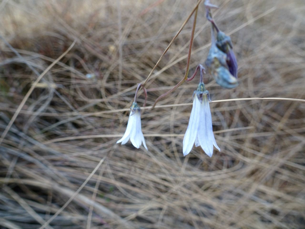 Wahlenbergia silenoides flower