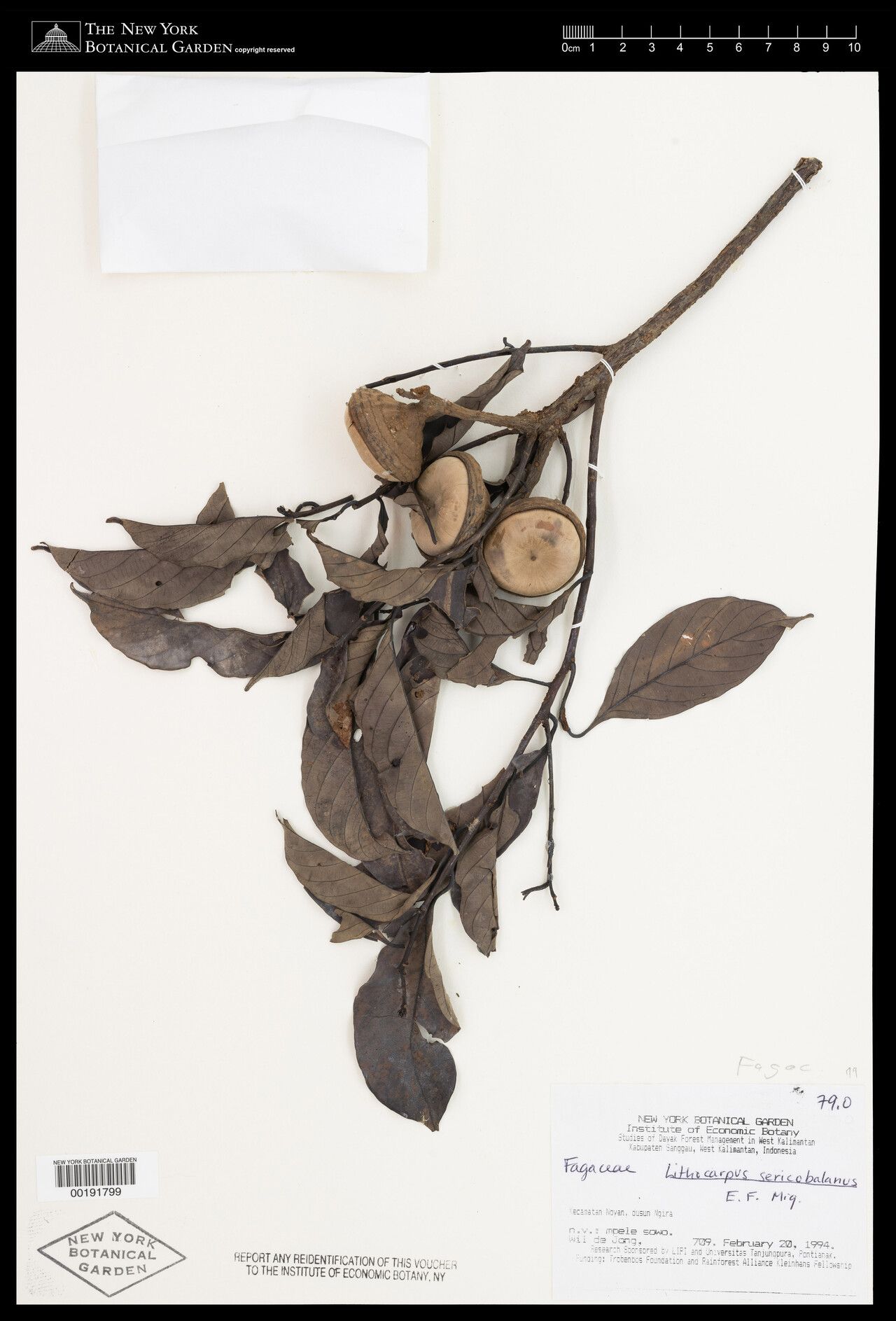 Lithocarpus sericobalanos — houseplant care guide