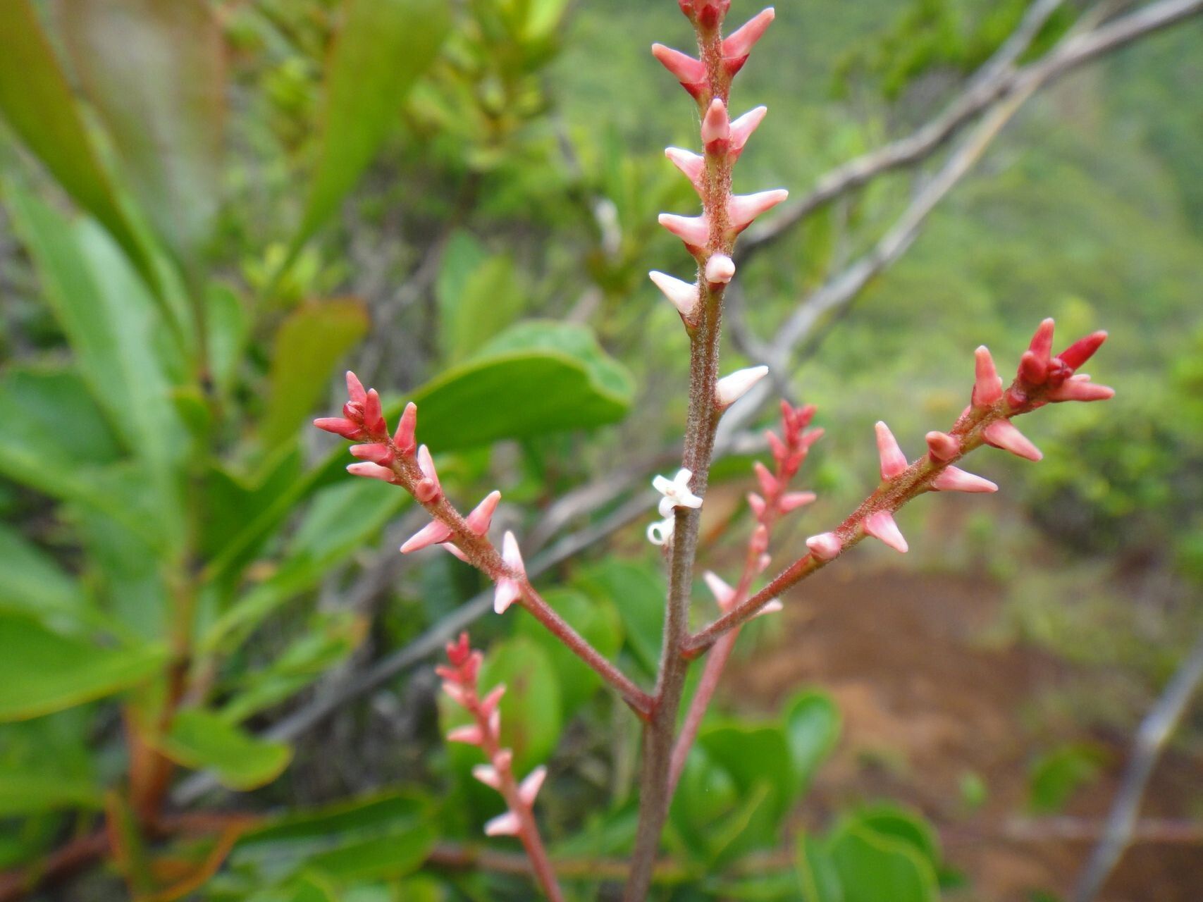 Beaupreopsis paniculata flower