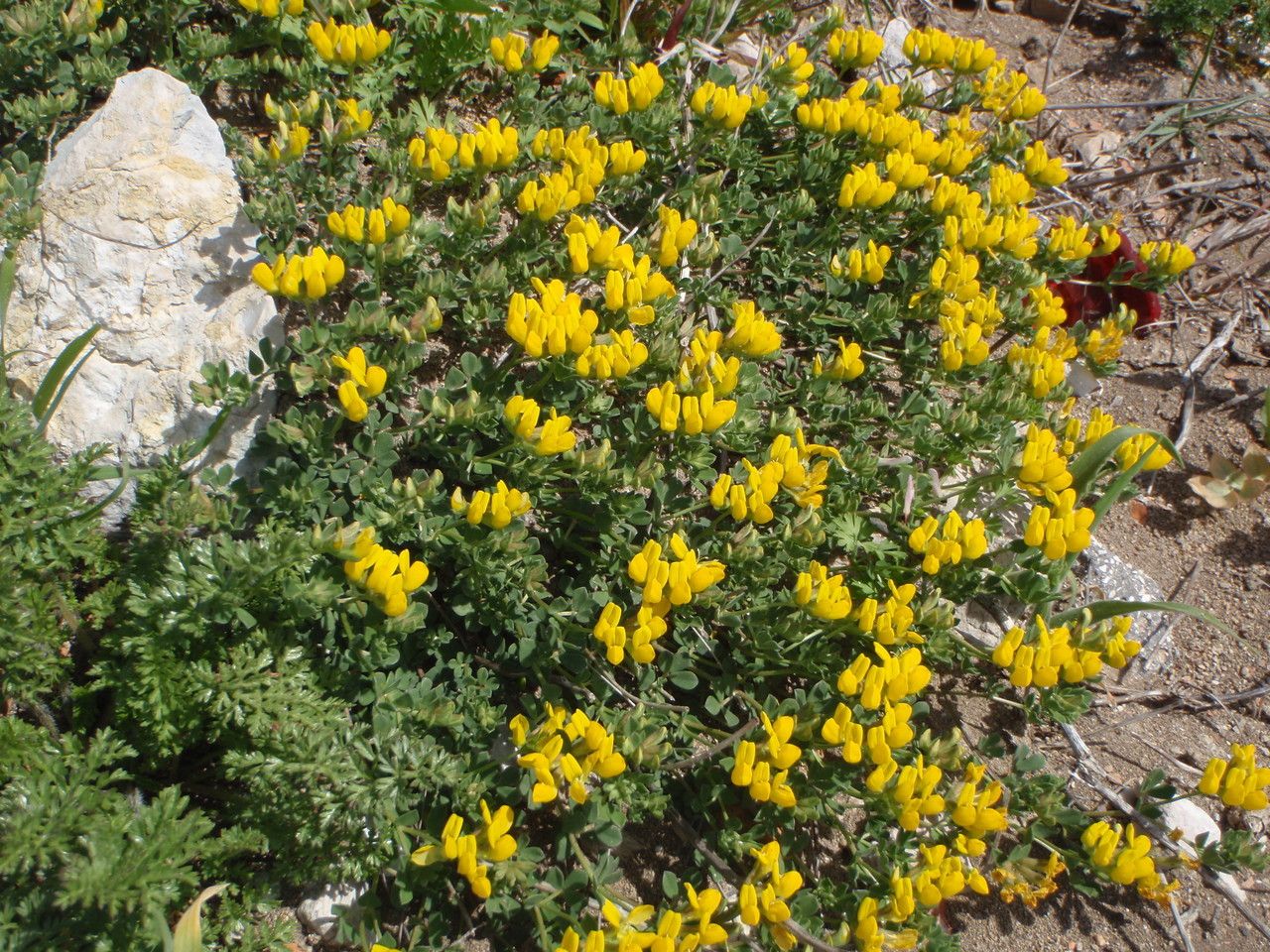 Lotus drepanocarpus habit