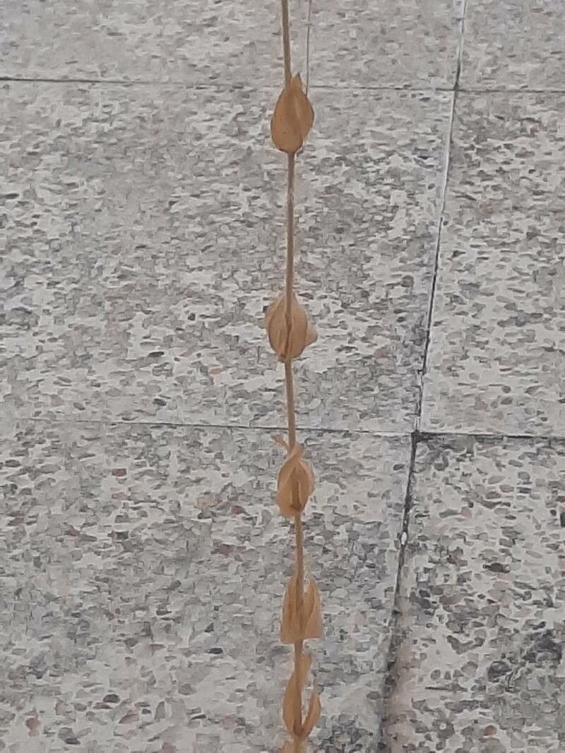 Blackstonia imperfoliata leaf