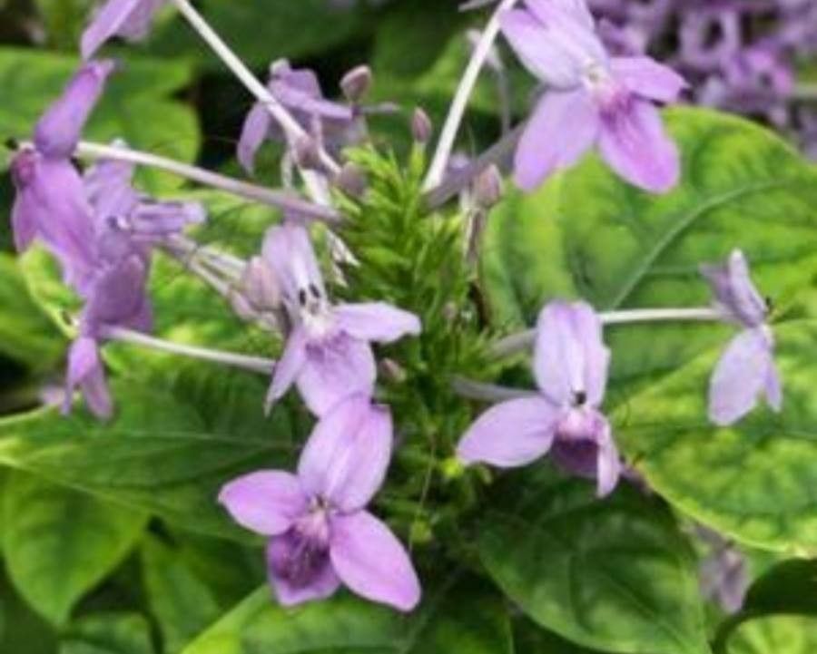Pseuderanthemum grandiflorum flower