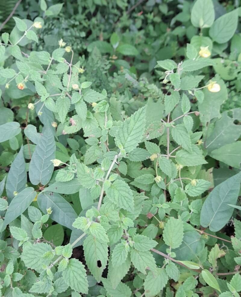Calceolaria jujuyensis habit