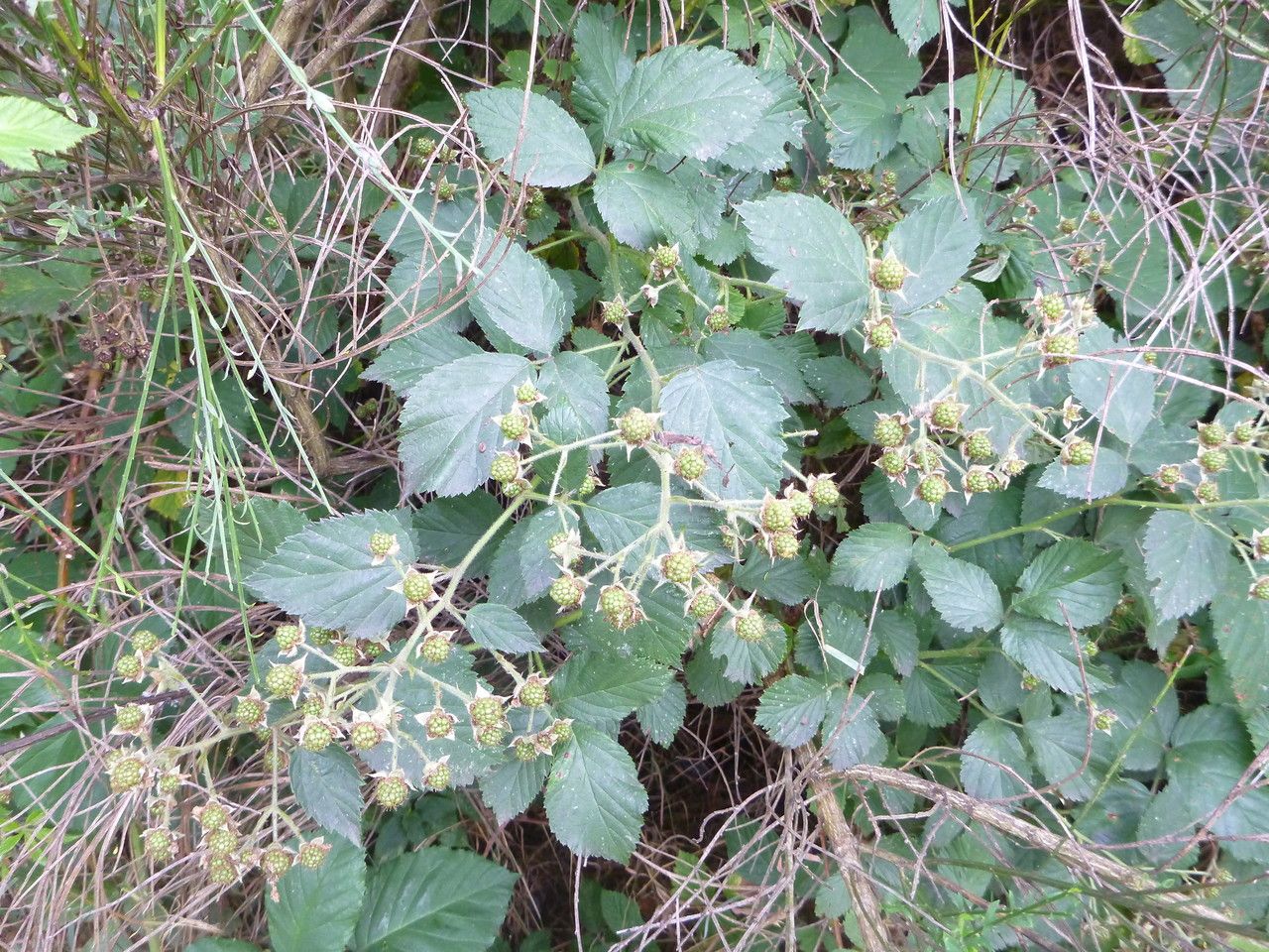 Rubus sprengelii leaf