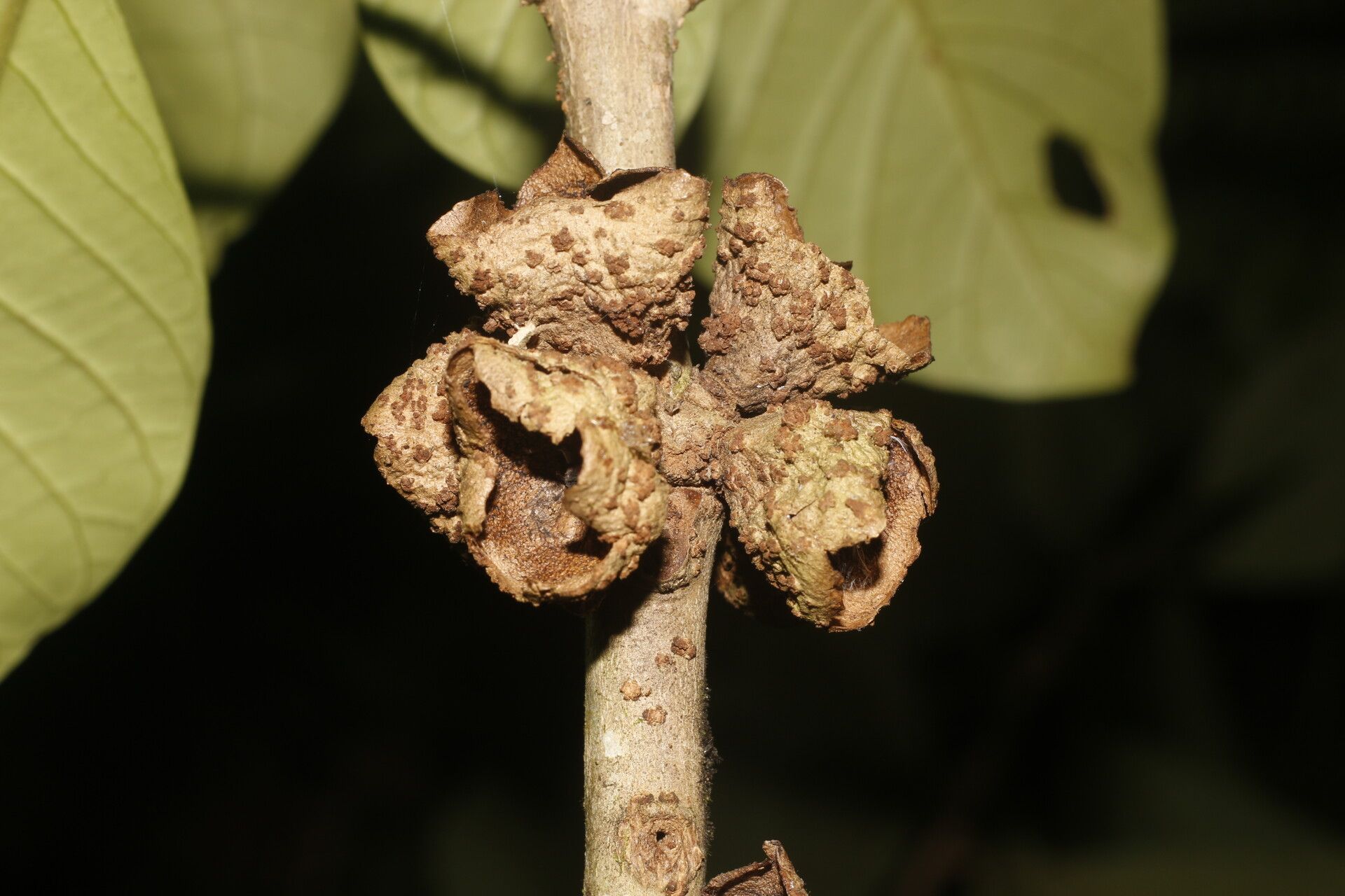 Aegiphila anomala fruit