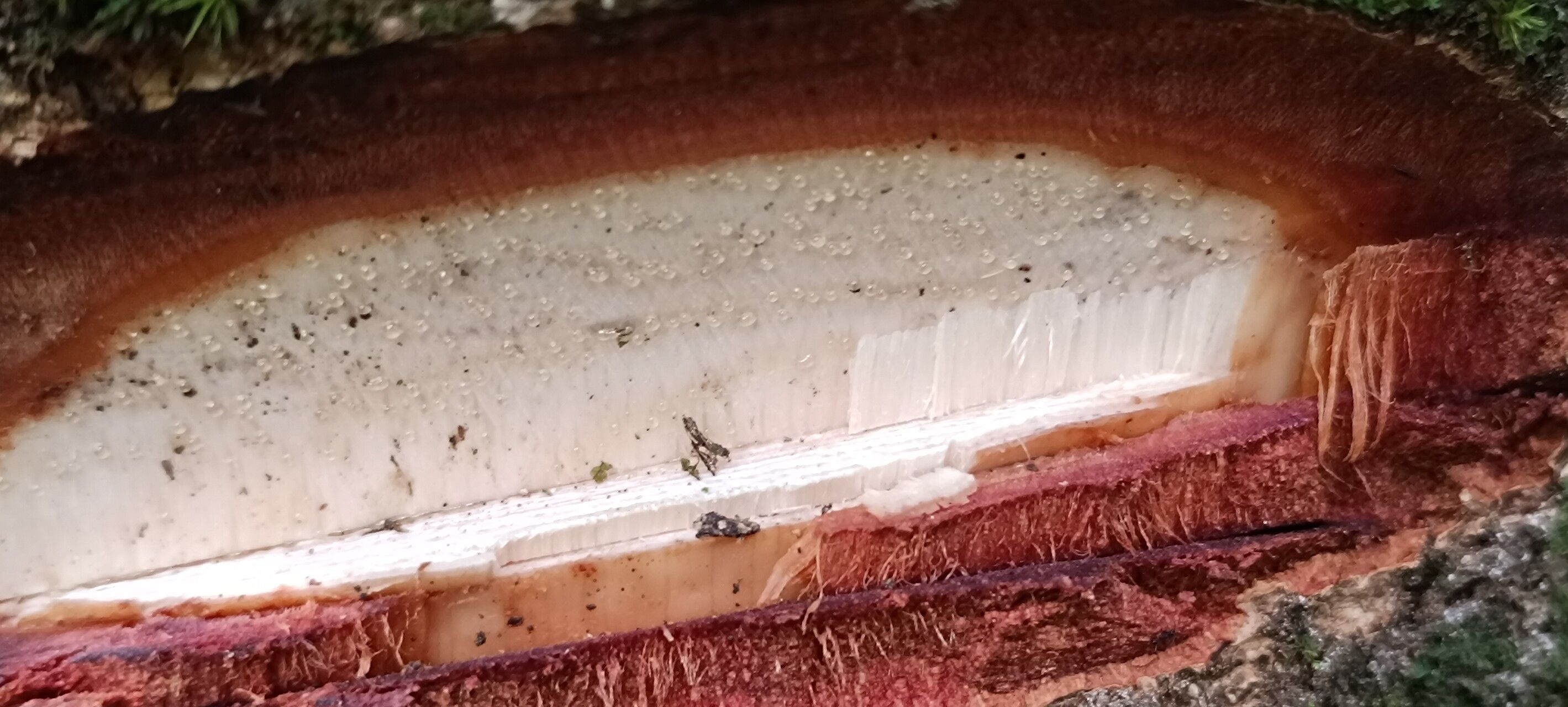 Prioria gilbertii bark