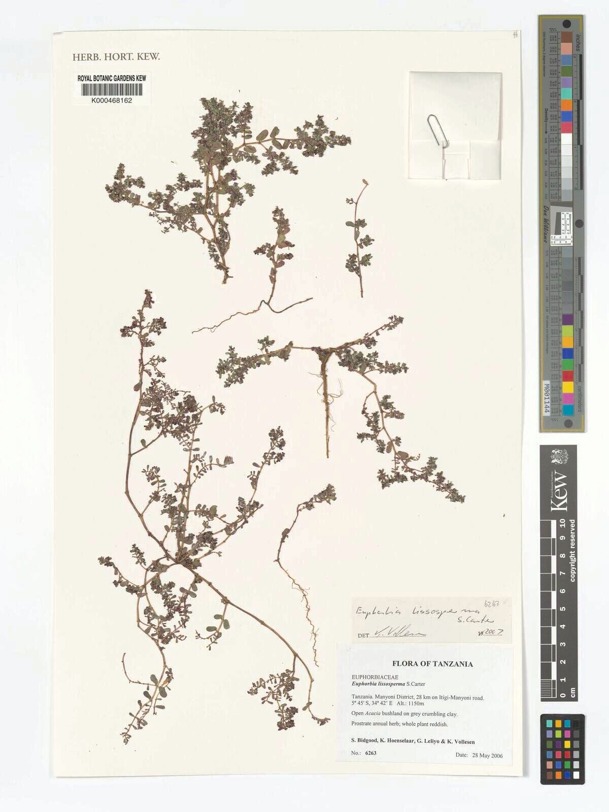 Euphorbia lissosperma — houseplant care guide