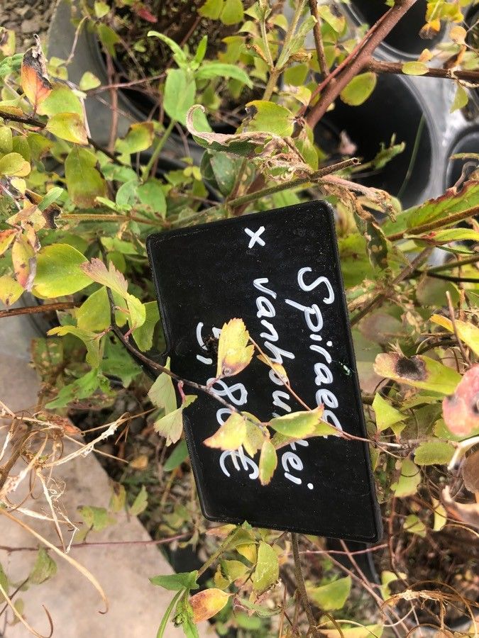 Spiraea × vanhouttei leaf