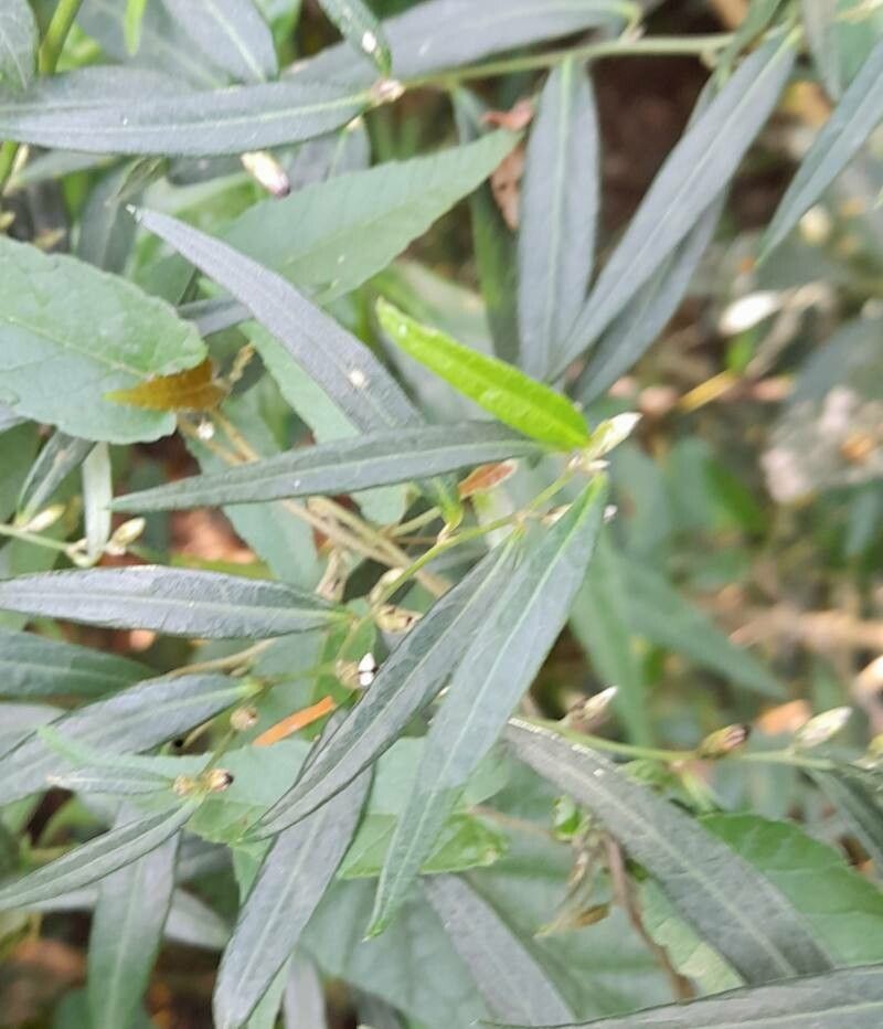 Lepidaploa balansae — related species from the same genus