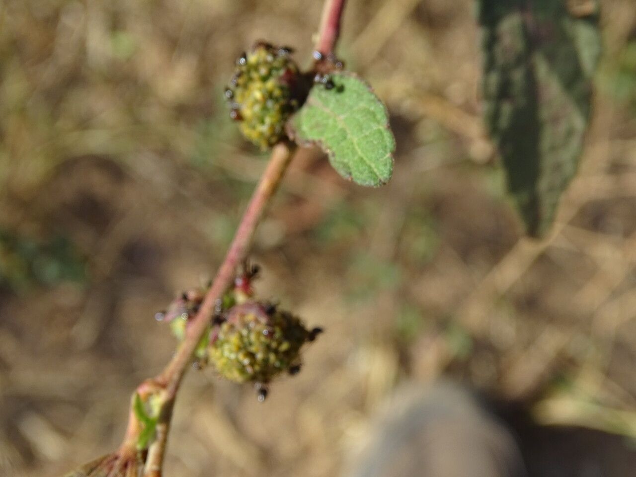 Urena lobata — search result for 'Congo'