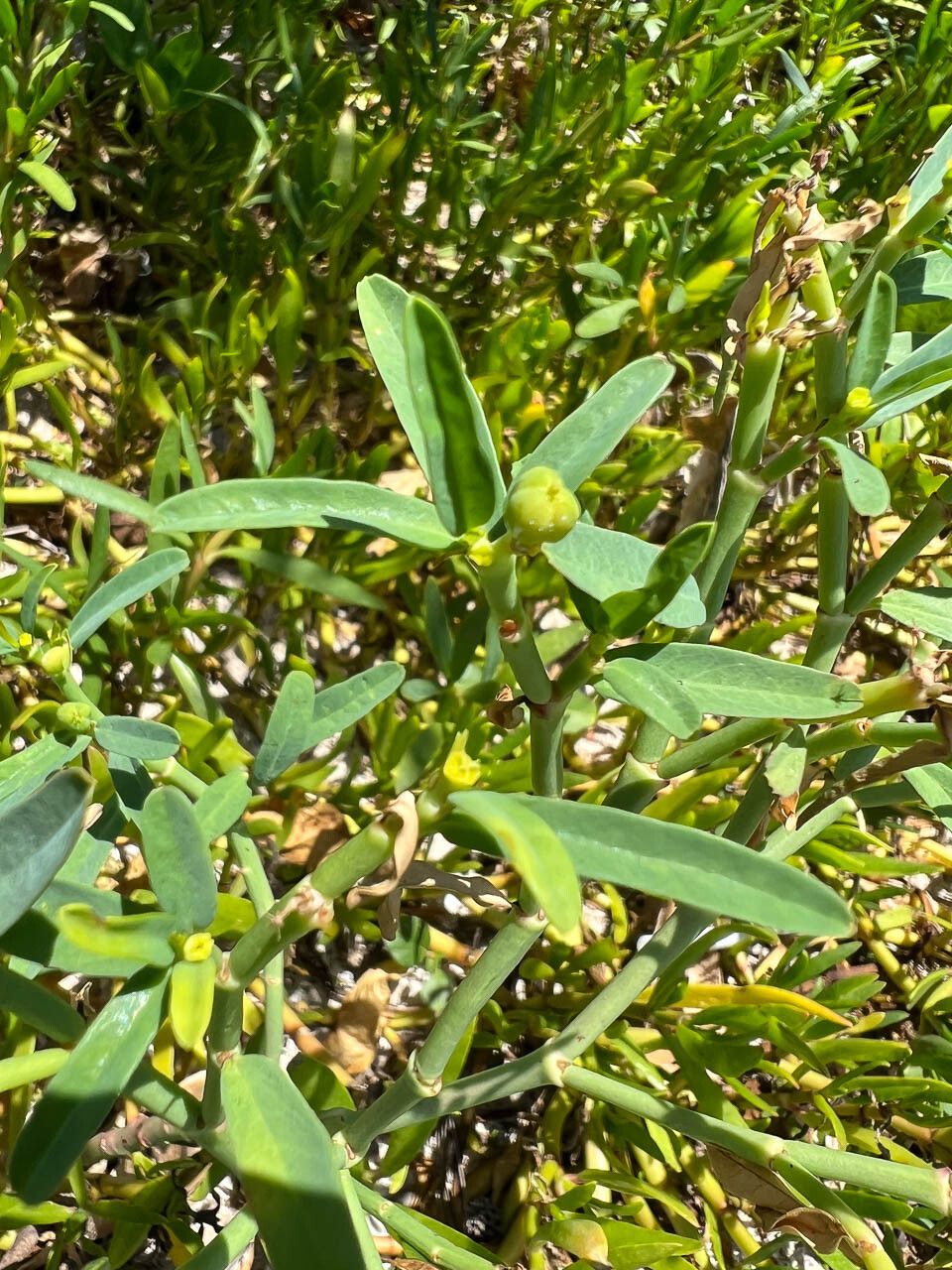Euphorbia tannensis fruit