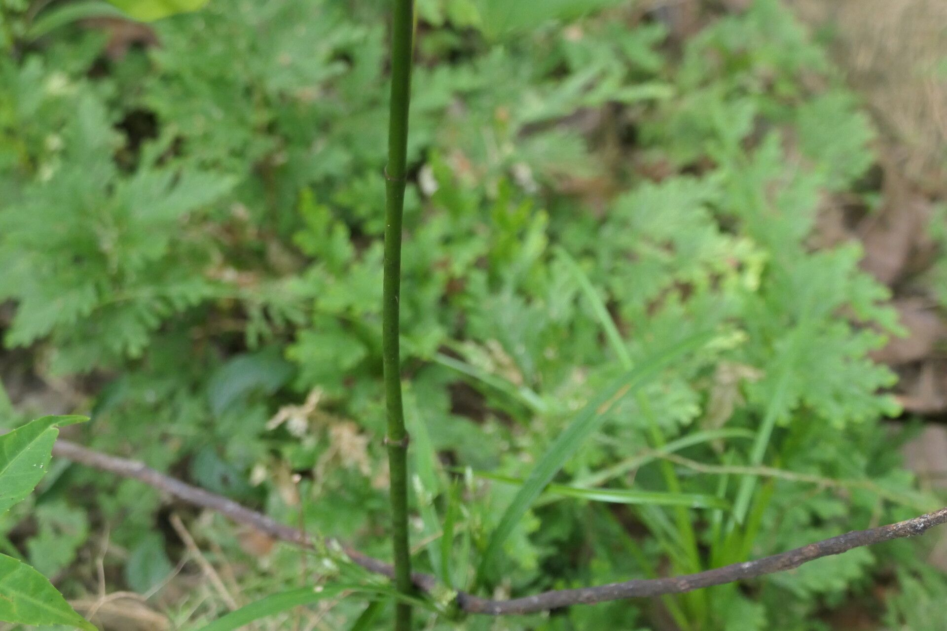 Vitex pseudolea bark
