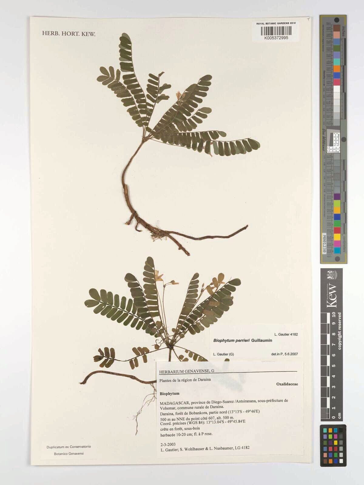 Biophytum perrieri — search result for 'Biophytum'