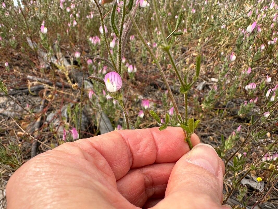 Ononis baetica — houseplant care guide